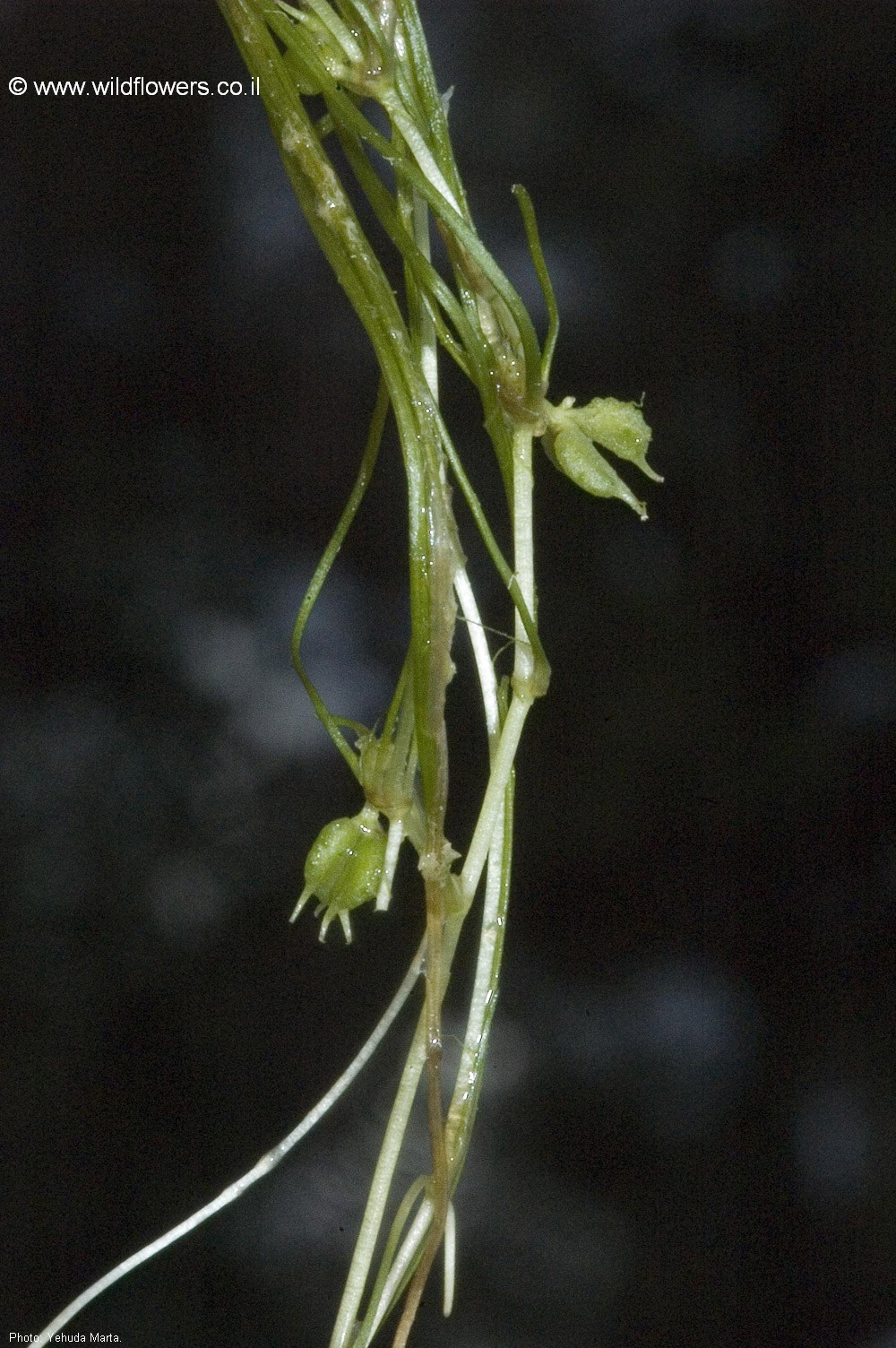 Zannichellia palustris